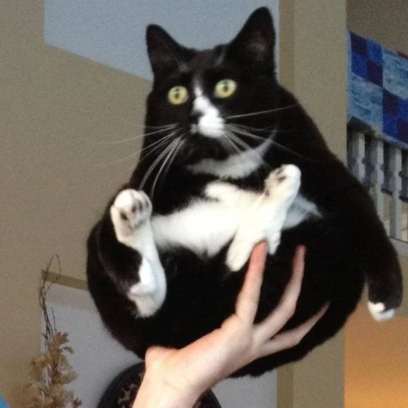 Meet your Posher, Clara - Picture 1 of 1